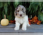 Small #4 Labradoodle