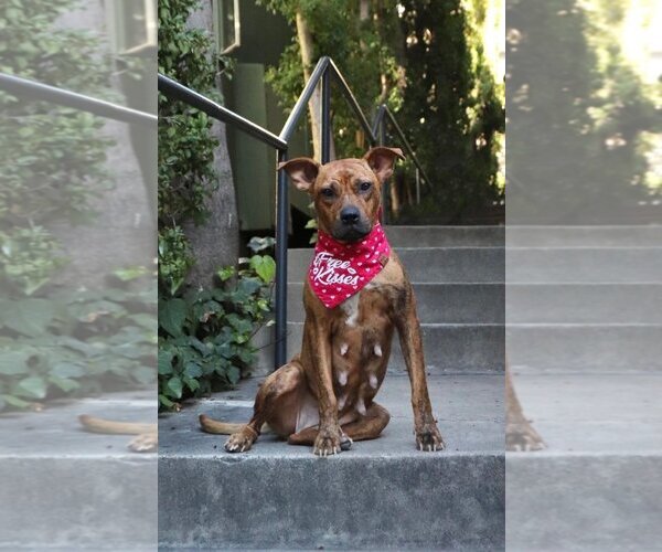 Medium Photo #10 American Staffordshire Terrier-Boxer Mix Puppy For Sale in Dana Point, CA, USA