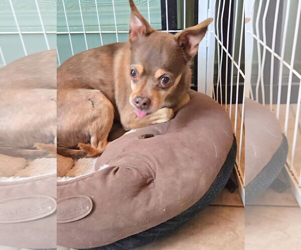 Medium Photo #1 Chihuahua-Unknown Mix Puppy For Sale in Fallbrook, CA, USA