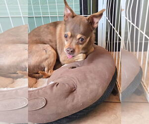 Medium Chihuahua Mix