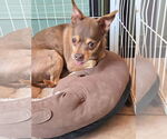 Small Chihuahua Mix