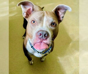 American Pit Bull Terrier Dogs for adoption in Derwood, MD, USA