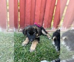 Small Photo #24 German Shepherd Dog-Siberian Husky Mix Puppy For Sale in JURUPA VALLEY, CA, USA