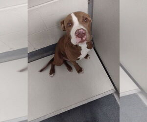 American Pit Bull Terrier-Unknown Mix Dogs for adoption in Glen Allen, VA, USA