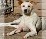 Small Labrador Retriever Mix