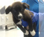 Small Siberian Husky Mix