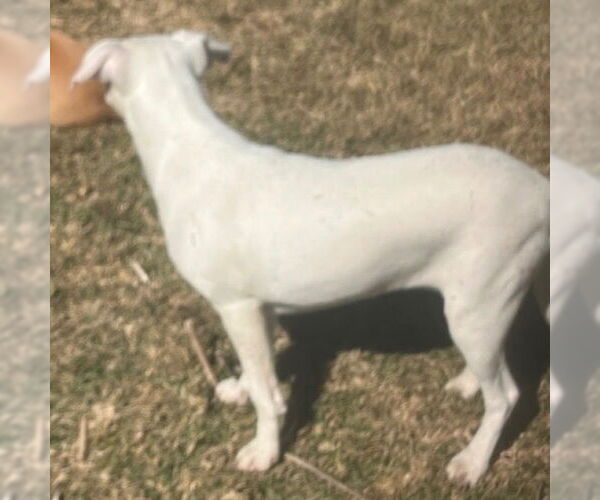 Medium Photo #2 Mutt Puppy For Sale in Canton, CT, USA