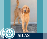 Small #2 Golden Retriever Mix