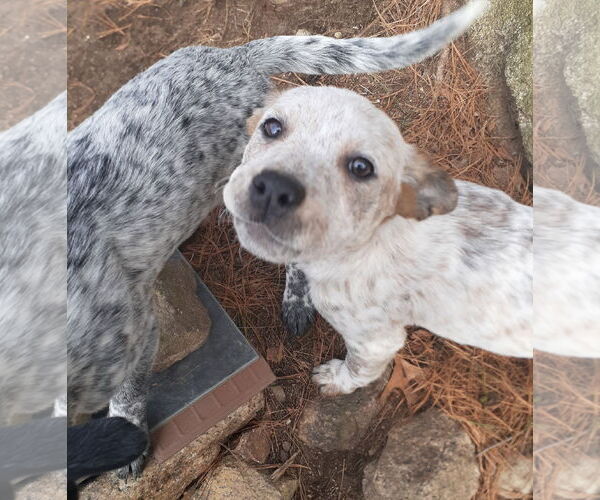 Medium Photo #9 Mutt Puppy For Sale in Garden City, NY, USA