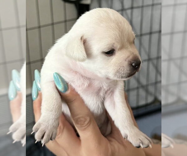 Medium Photo #3 Chihuahua-Unknown Mix Puppy For Sale in Olalla, WA, USA