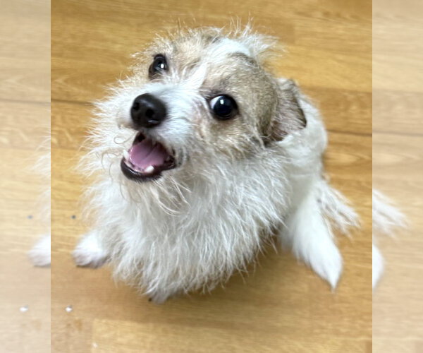 Medium Photo #1 Jack Chi Puppy For Sale in Mount Airy, NC, USA