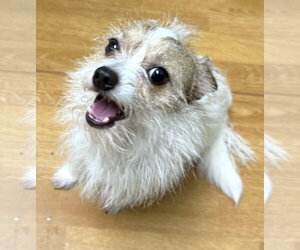 Jack Chi Dogs for adoption in Mount Airy, NC, USA