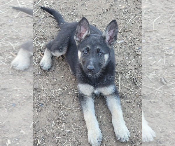 Medium Photo #2 German Shepherd Dog Puppy For Sale in DENTON, TX, USA