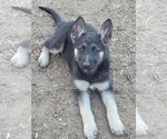 Small Photo #2 German Shepherd Dog Puppy For Sale in DENTON, TX, USA