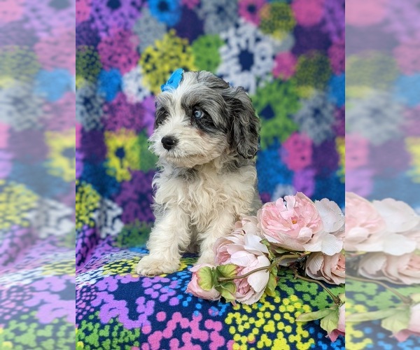 Medium Photo #3 Cavapoo Puppy For Sale in KINZERS, PA, USA