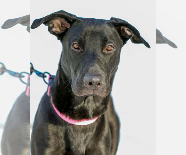 Medium Photo #2 Mutt Puppy For Sale in Duluth, MN, USA