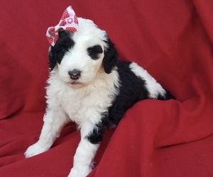 Sheepadoodle Puppy for sale in SPEARFISH, SD, USA