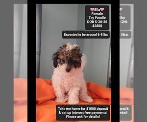 Poodle (Toy) Puppy for sale in TUCSON, AZ, USA