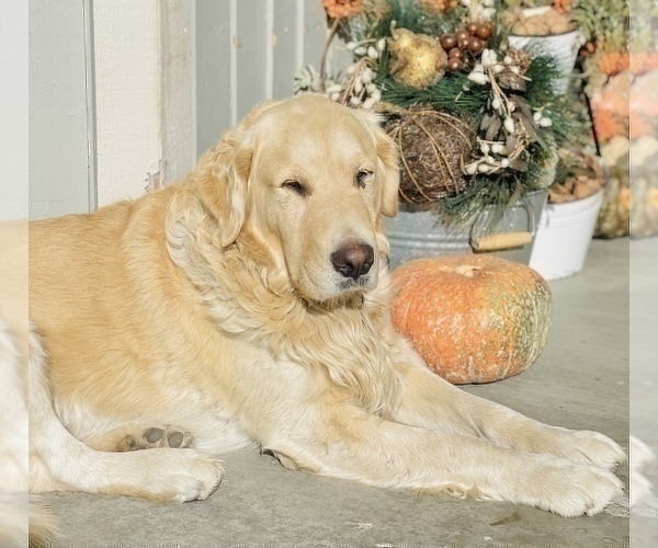 Medium Photo #1 English Cream Golden Retriever Puppy For Sale in METHOW, WA, USA