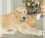 Small Photo #1 English Cream Golden Retriever Puppy For Sale in METHOW, WA, USA