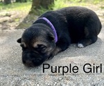 Small #4 German Shepherd Dog