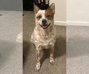 Mutt Dogs for adoption in Garden City, NY, USA