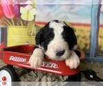 Small Photo #6 Bernedoodle Puppy For Sale in CONCORD, NC, USA
