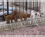 Small Photo #8 Cavapoo Puppy For Sale in GOSHEN, IN, USA