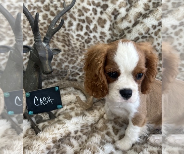 Medium Photo #5 Cavalier King Charles Spaniel Puppy For Sale in ABILENE, TX, USA