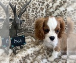 Small #4 Cavalier King Charles Spaniel