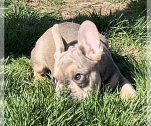 Medium French Bulldog