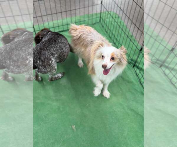 Medium Photo #2 Australian Shepherd Puppy For Sale in Turlock, CA, USA