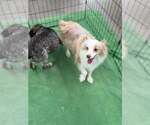 Small #1 Australian Shepherd