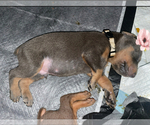 Puppy Beige Doberman Pinscher