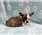 Small Photo #10 Faux Frenchbo Bulldog Puppy For Sale in LAKELAND, FL, USA