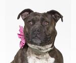 Small #2 American Pit Bull Terrier Mix