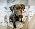 Small #4 Labrador Retriever Mix