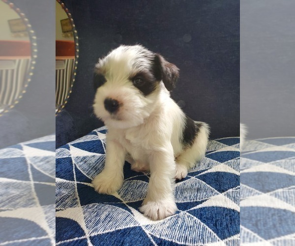 Medium Photo #11 Schnauzer (Miniature) Puppy For Sale in LEESBURG, VA, USA