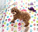 Small #10 Cock-A-Poo-Poodle (Miniature) Mix