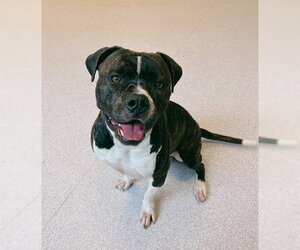 American Bulldog Dogs for adoption in Toronto, Ontario, Canada