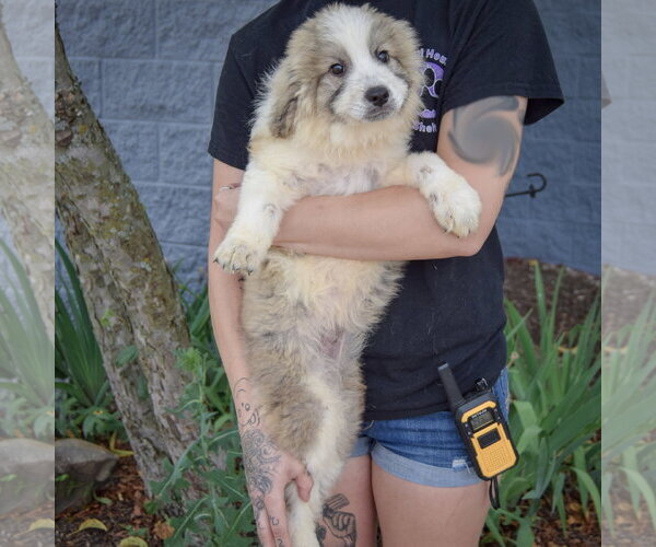 Medium Photo #4 Collie-Great Pyrenees Mix Puppy For Sale in Huntley, IL, USA