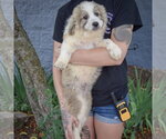 Small #3 Collie-Great Pyrenees Mix