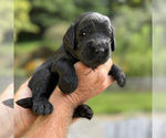 Small Photo #13 Goldendoodle Puppy For Sale in FERGUSON, NC, USA