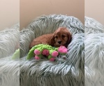Small Photo #8 Cavapoo Puppy For Sale in SYLMAR, CA, USA