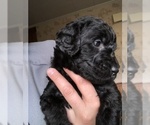 Small Photo #30 Labradoodle Puppy For Sale in MIFFLINBURG, PA, USA