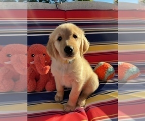 Golden Retriever Puppy for Sale in PLEASANTON, California USA