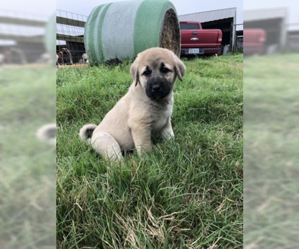 Medium Photo #1 Anatolian Shepherd Puppy For Sale in ROBSTOWN, TX, USA