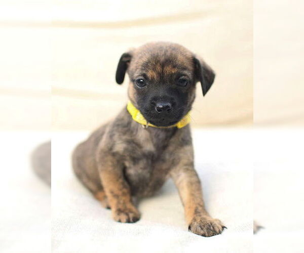 Medium Photo #3 Chi-Poo (Miniature) Puppy For Sale in Corona, CA, USA