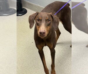 Doberman Pinscher-Unknown Mix Dogs for adoption in Las Vegas, NV, USA