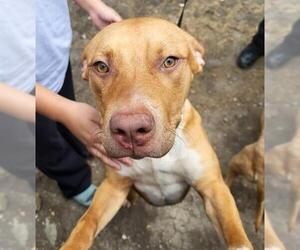 Labrador Retriever-Unknown Mix Dogs for adoption in San Antonio, TX, USA